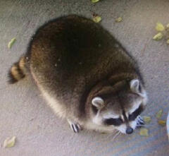 Fat Raccoon